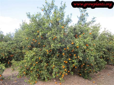 Clementine tree - How to grow & care