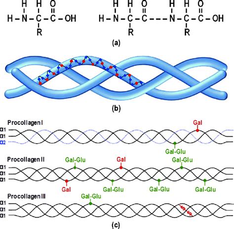 Collagen Structure