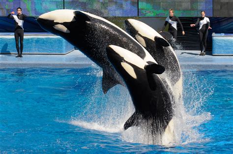 Newborn orca is the last baby whale for SeaWorld - The Washington Post