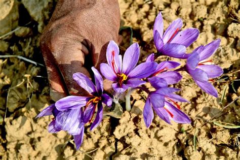 When Kashmir Fields Turned Saffron - Rediff.com India News