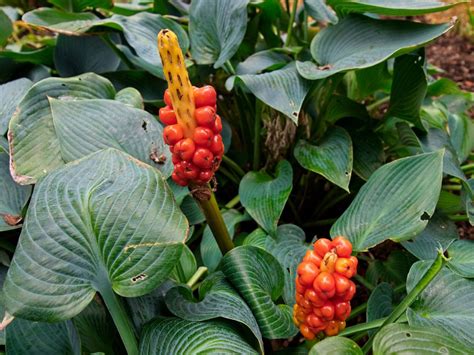 How To Kill Arum Plants – Controlling Italian Arum Plants In The Garden