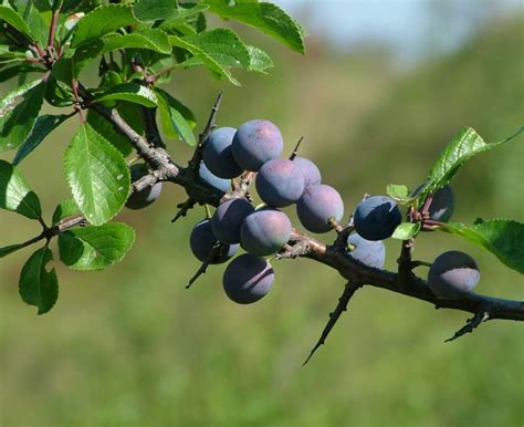 Blackthorn - planting, pruning and harvesting sloes at just the right moment