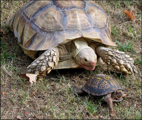 Box Turtle | Animal Wildlife