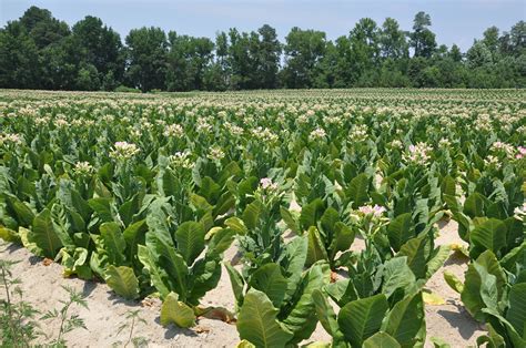 Garden History Matters: Tobacco - a Plant that Changed the World