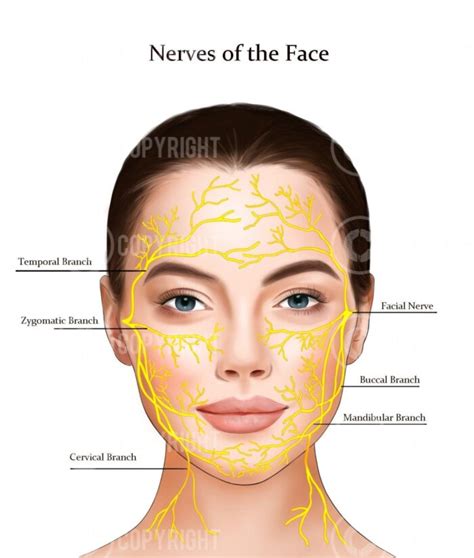 Facial Nerves Anatomy Poster Dermatology Digital Download | Nita McEvoy