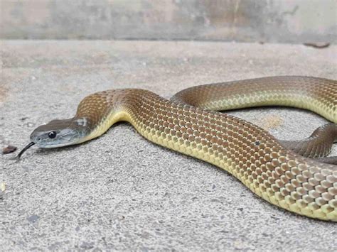 New study unlocks mystery origin of iconic Aussie snakes