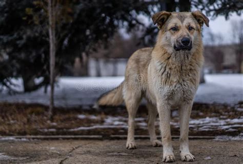 Homeless dog on the street stock photo. Image of mammal - 173361098