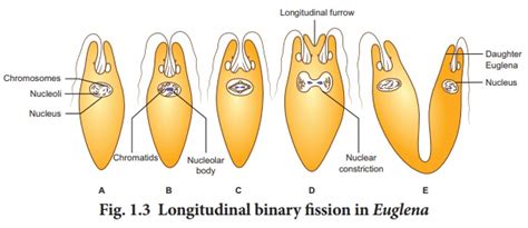 Asexual reproduction - Reproduction in Organisms