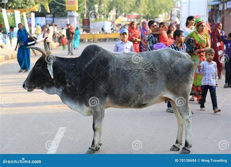 Indian holy cow editorial stock image. Image of india - 70138604