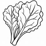 Swiss chard Vegetable Outline coloring Book page Line Art Drawing  sketch template