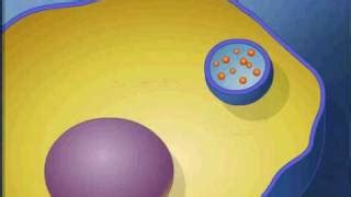 Endocytosis And Exocytosis Animation