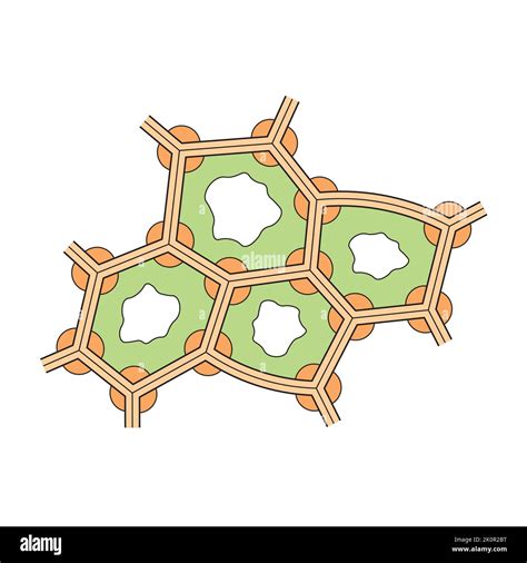 Scientific Designing of Collenchyma Structure. The Plant Tissue That Consists of Living ...