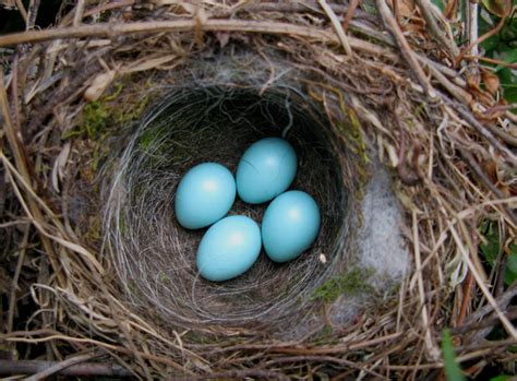 Zenfolio | Damon Bay Photography | Nature Photography 自然 | Dunnock Eggs ヨーロッパカヤクグリの卵