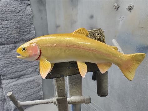 Palomino Trout Fish Mounts & Replicas by Coast-to-Coast Fish Mounts