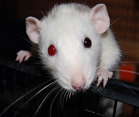 Rat | Different colored eyes, Albino animals, Animals beautiful