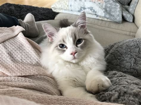 Blue lynx bicolor ragdoll | Ragdoll kitten, Beautiful cats, Ragdoll cat