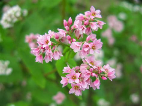 Buckwheat Flower