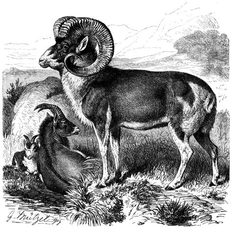 File:Marco polo sheep line drawing.jpg - Wikipedia