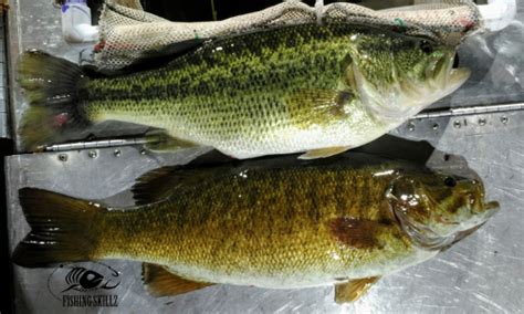 The Difference Between Large And Smallmouth Bass (With Pictures!) - Fishing Skillz