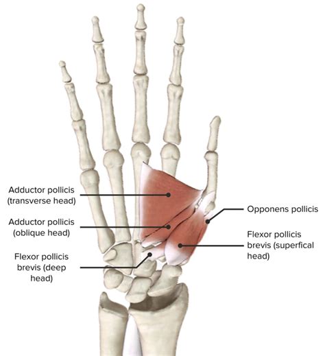 Flexor Pollicis Brevis Origin And Insertion