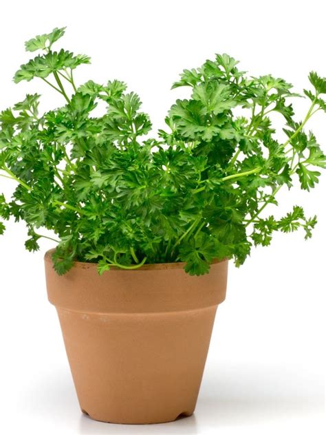 Indoor Herb Gardening: Information For Growing And Caring For Parsley Herbs