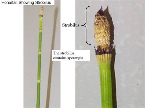 4.3: Reading- Seedless Plants - Biology LibreTexts