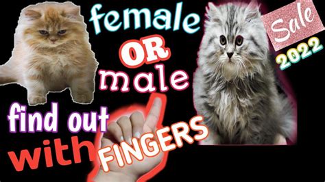 how to know gender of kitten/gender of cat and kittens/cat gender ...