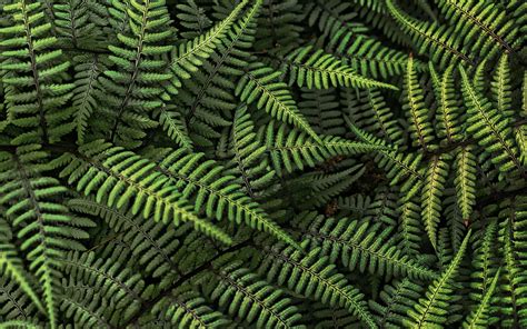 fern background - Clip Art Library