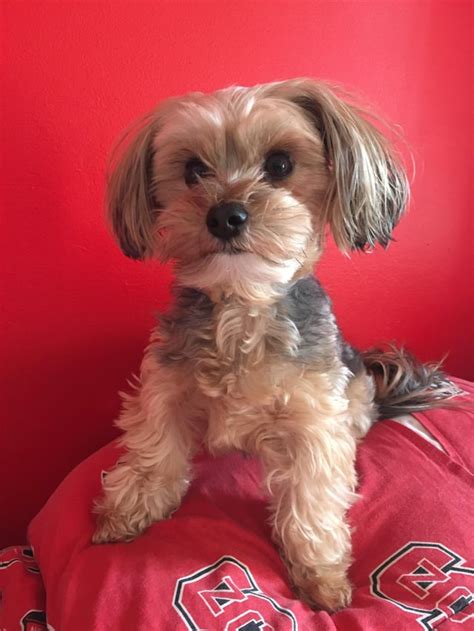 My 3 y/o Maltese/Yorkie mix : mutt