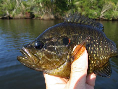 SPECIES SPOTLIGHT: WARMOUTH - Coastal Angler & The Angler Magazine