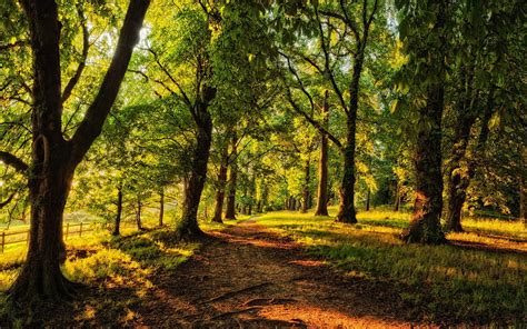 Beautiful Forest, green, beautiful, nature, sun, forest, tree HD ...