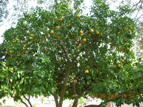 Grape Fruit Trees : Oro Blanco Grapefruit Tree For Sale Naturehills Com ...