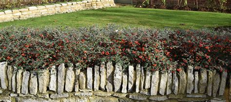 Cotoneaster Franchetii | Hedges Direct Blog