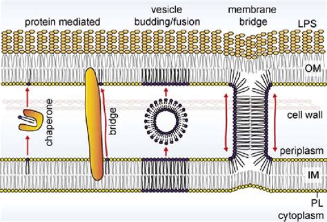 Mechanistic models for lipid trafficking across the periplasm in... | Download Scientific Diagram