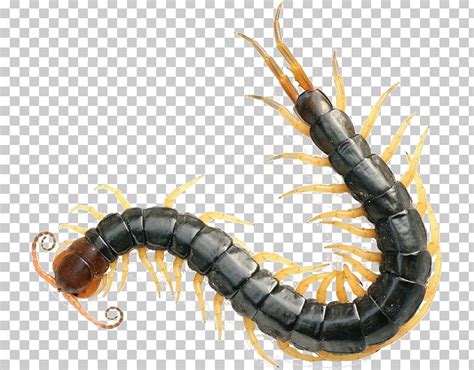 Scolopendra Gigantea Chinese Red-headed Centipede Centipedes Insect ...