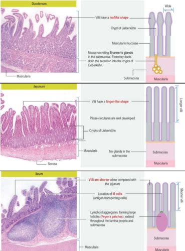 Duodenum Jejunum Ileum Histology