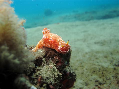 Capturing the Moment: Return to Muck Diving, Maui Style