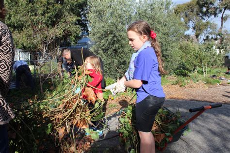 geranium-pruning - The Desert Echo