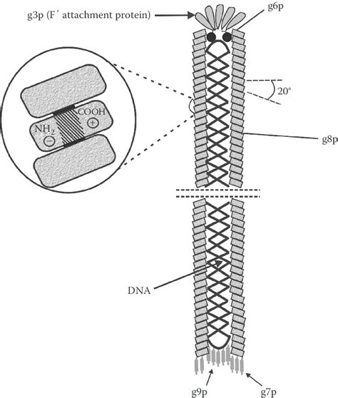 13 Structure of M13 phage. | Download Scientific Diagram