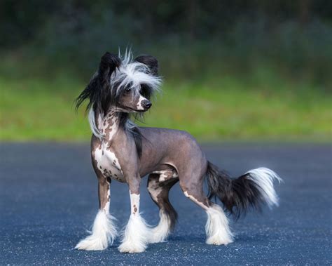 Chinese crested | Toy Dog, Hairless, & Powderpuff | Britannica