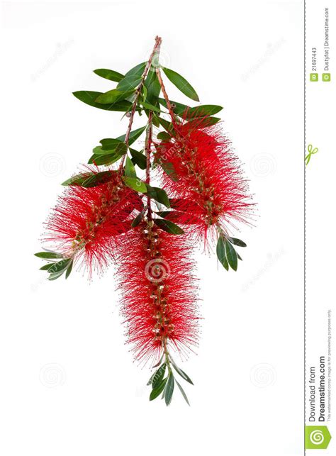 Bottlebrush clipart, Download Bottlebrush clipart for free 2019