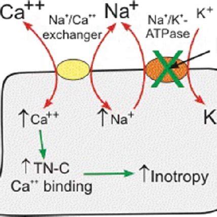 General structure of cardiac glycosides. | Download Scientific Diagram