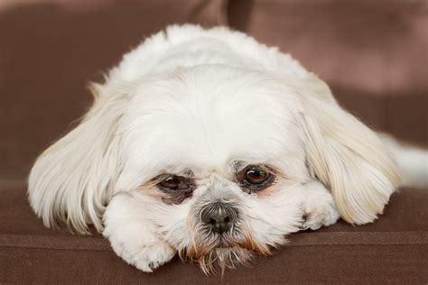 Health Problems in Shih Tzus: 11 Common Issues to Watch For – Dogster