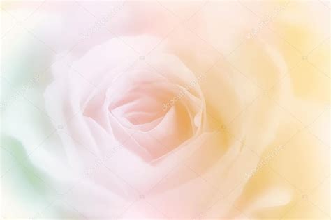 Beautiful rose flower on blur background Stock Photo by ©plepraisaeng 78939288