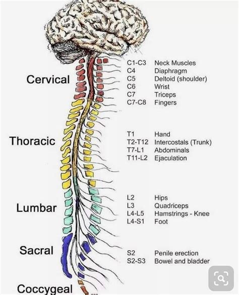 Chart Of Spinal Nerves