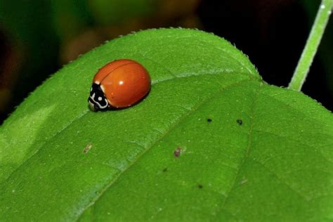 Ladybug With No Spots Meaning: 9 Spiritual Warnings