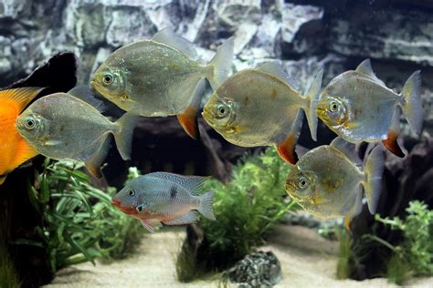 Silver Tip Tetras: The Ultimate Guide to Care and Tank Mates ...