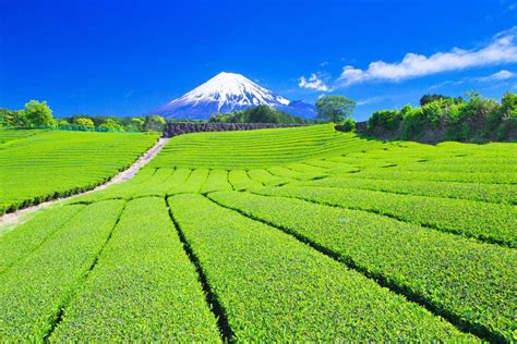 Teaültetvény Japánban, a Fuji lábánál. Beautiful Landscape Photography ...