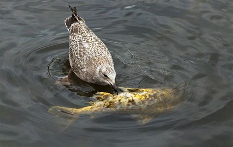 Bird Fish Eating - Free photo on Pixabay - Pixabay