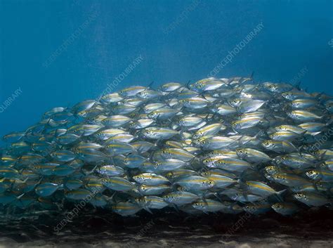 School of fish - Stock Image - Z605/1896 - Science Photo Library